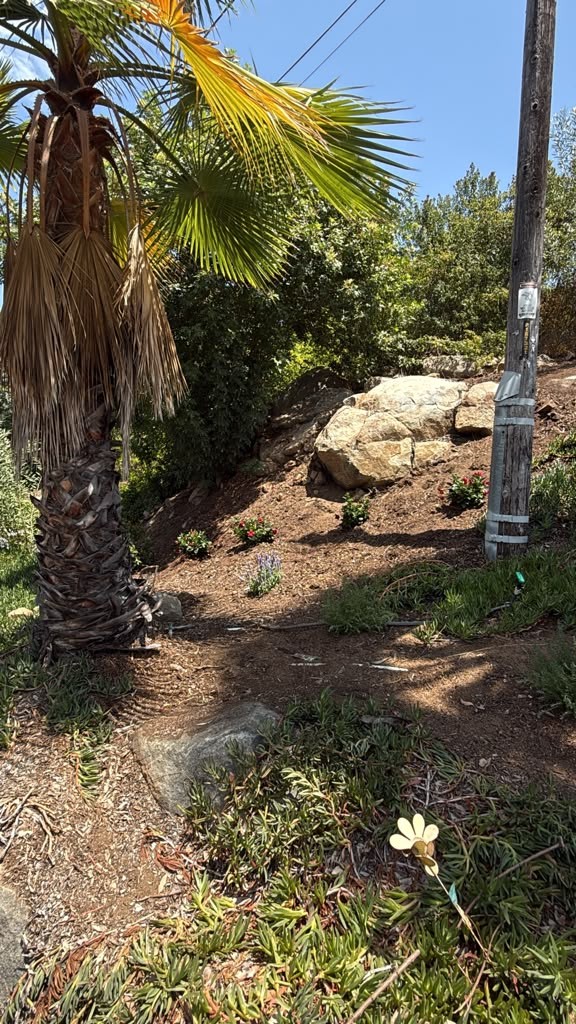 Small new red and purple flowering plants set into a soil bank beside a fan palm in El Cajon